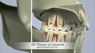 DentalArt3D 3D Theory of Slavicek [upl. by Waugh123]