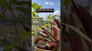 ☕️ Magical Herbal नीली Tea 200 ki chai av free meinSkin GlowHealthy Hair amp weightloss bluetea [upl. by Eseerahs323]