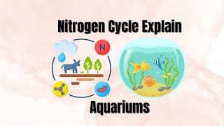 Nitrogen Cycle Explained for AQUARIUM [upl. by Gniliem]