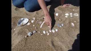 Plum Island Massachusetts Seashells [upl. by Lamori]