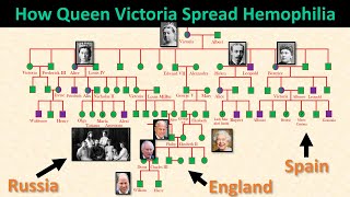 Family Tree How Queen Victoria Spread Hemophilia into European Royalty amp Their Tragic Deaths [upl. by Jaine631]