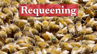 Requeening Your Honey Bee Colony  Beekeeping Academy  Ep 40 [upl. by Niamreg]