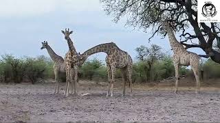 Il diario africano di Babaleo  sul fiume Okavango [upl. by Ahseina]