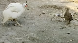 Francolin vs Guinea Fowl amp Rooster Backyard Chase is On [upl. by Adnana124]