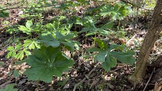 Mayapples and garlic mustard [upl. by Keyes]