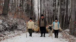 TRANSHUMANȚA DE IARNĂ PE DEALURI  TRAVERSAREA UNEI VĂI ȘI A UNOR PĂDURI  DOCUMENTAR EP1 [upl. by Eeresid]