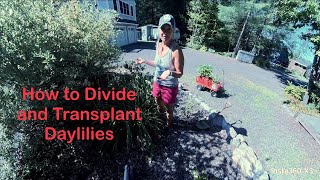 How to Divide and Transplant Daylilies [upl. by Yras662]