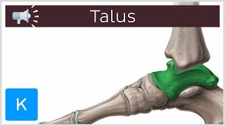 Talus  Anatomical Terms Pronunciation by Kenhub [upl. by Anallij303]