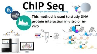 Chip seq chromatin immunoprecipitation followed by sequencing [upl. by Dituri]