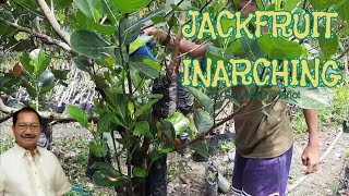 Part1 Approach grafting and inarching  Vegetative propagation in jackfruit by Sec Manny Piñol [upl. by Borchers285]