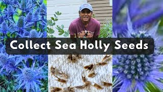 How To Collect Sea Holly Seeds  Save Harvest Eryngium Seeds [upl. by Noira]