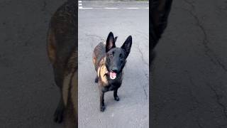 ATHENAS MALiNOiS raZa pura Lealtad y protección hacia su familia Energía y resistencia física ❤️ [upl. by Airottiv210]