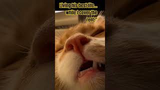 Rent due Not my problem I’m napping trending kitten trend shortsviral viralshort [upl. by Bast]