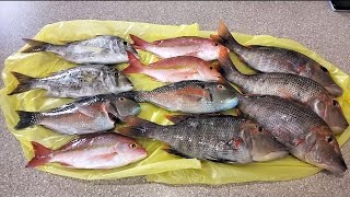 Gladstone Central Queensland Reef Fishing on the Yamaha WaveRunner 🐟 [upl. by Siram]