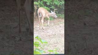 Ground Blind Close Up groundblind ameristep whitetaildeer [upl. by Htennaj]