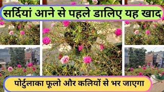 How to Save Portulaca for next season Winter Care Tips for moss rose plant portulaca [upl. by Noskcaj]