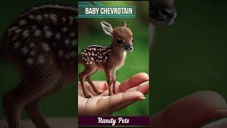 Small Baby Chevrotain shorts short ytshorts handypets [upl. by Mohammad684]