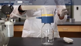 How to do a megaprep plasmid DNA purification [upl. by Aviv]