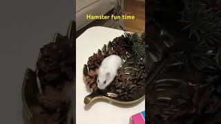 Hamster funny moment  hamster fin Time [upl. by Gradeigh21]