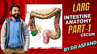 LARGE INTESTINE  Anatomy of CECUM [upl. by Ruyle]