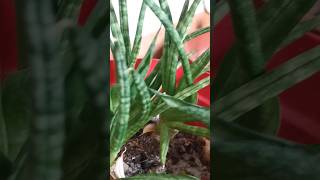 Sansevieria Cylindrica snakeplant indoorplants myplantlovinghome houseplants planthome plants [upl. by Anhaj]