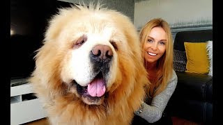 CHINESE TIBETAN MASTIFF  The Worlds Most Expensive Dog [upl. by Snevets]