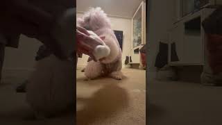 Cher paw bandaging video [upl. by Odragde]