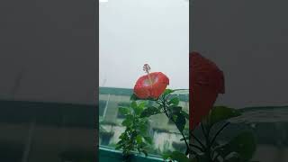 Barish Ka Suhana Mausam 🌹❣️ [upl. by Papageno284]