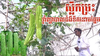 ដើមម្រះថ្នាំព្យាបាលជំងឺទឹកនោមផ្អែម នឹង​​ មហារីក​  Advantage of Momordica charantia Linn [upl. by Tammi]