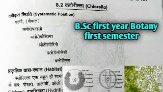 Chlorella algae क्लोरीला  BSc first Year Botany first semester Microbiology and plant pathology [upl. by Mireielle]