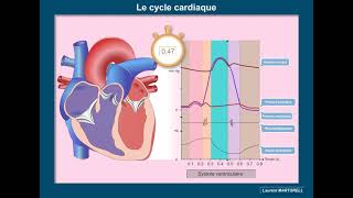 Les étapes du cycle cardiaque  Version 20 [upl. by Ittak]