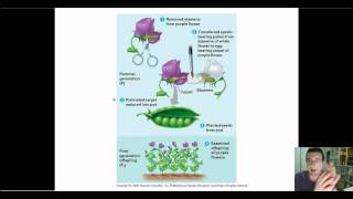 Mendelian Genetics Part 6 Self amp Cross Pollination True Breeding amp Genetic Cross Template [upl. by Rednasyl]