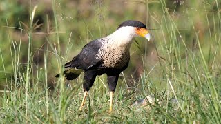 Northern Crested Caracara in Mexico [upl. by Leonsis]