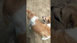 dogs behave so better than kittens or cats I think funny animallover doglover subscribe [upl. by Asta13]