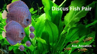 My Discus Fish Pair  Turquoise Discus  Mini Tour of My Fish [upl. by Allecsirp]