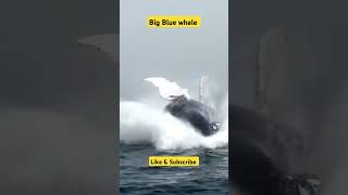 Giant humpback whale 🐋🐳whale whales blue waterfallshortsvideo trending [upl. by Sletten135]