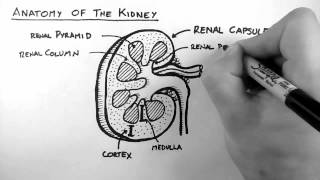 Renal Anatomy 1  Kidney [upl. by Trometer]