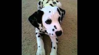 Smart Dalmatian Puppy [upl. by Curtice]