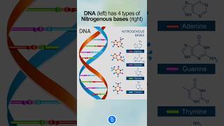 DNA Structure  Nitrogenous Bases [upl. by Mcclish]