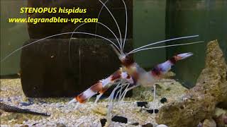 legrandbleuvpccom  STENOPUS hispidus [upl. by Lovering]