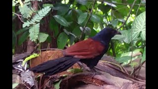 Greater Coucal  Centropus Sinensis  Ati kukula  Sri lankan birds [upl. by Rebhun]