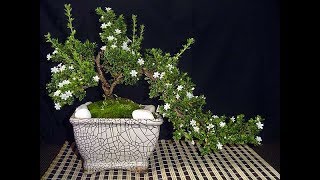 Serissa Foetida Bonsai [upl. by Falzetta]