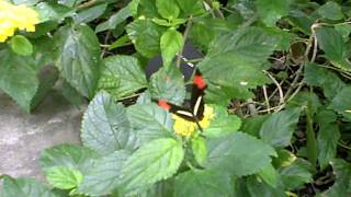 HD Video of a Heliconius Melpomene Butterfly at the Butterfly House at Pacific Science Center [upl. by Earehs]