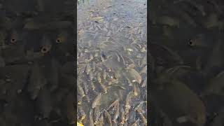 fish lake fishing fishing amazingfishes mansarlake trending viral viralshorts viralvideo [upl. by Junina265]