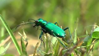 Cicindela Sexguttata Six Spotted Tiger Beetle [upl. by Eseerehs791]