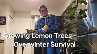 Growing and Overwintering Lemon TreesLifestyleProjectsandGardening [upl. by Anigar]