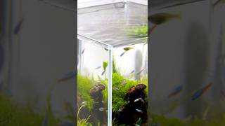 Classical Nature Aquarium in 30cm Cube Tank aquascape aquarium nanoaquascape [upl. by Tnomed14]