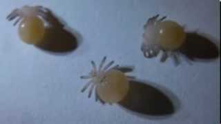 What Do Baby Spiders Look Like [upl. by Hands]