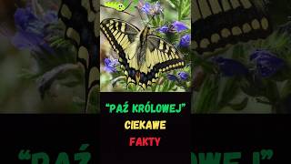 🦋 Niesamowite Fakty o Paziu Królowej  Ciekawostki o Motylach 🦋 [upl. by Netfa]