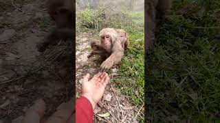 Jai shri ram shots monkey [upl. by Cleveland]